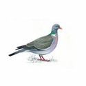 100 pics Birds answers Wood Pigeon