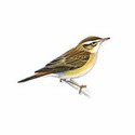 100 pics Birds answers Sedge Warbler