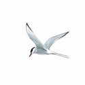 100 pics Birds answers Arctic Tern