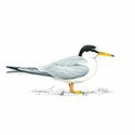 100 pics Birds answers Little Tern