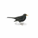 100 pics Birds answers Blackbird