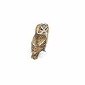 100 pics Birds answers Tawny Owl