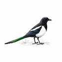 100 pics Birds answers Magpie