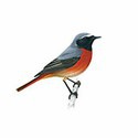 100 pics Birds answers Redstart