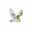 100 pics Birds answers Barn Owl