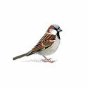 100 pics Birds answers Sparrow