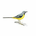 100 pics Birds answers Grey Wagtail