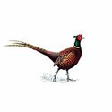 100 pics Birds answers Pheasant