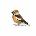 100 pics Birds answers Hawfinch