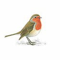 100 pics Birds answers Robin