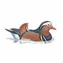 100 pics Birds answers Mandarin Duck