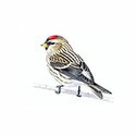 100 pics Birds answers Mealy Redpoll