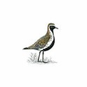 100 pics Birds answers Golden Plover