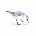 100 pics Birds answers Sanderling