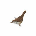 100 pics Birds answers Cettis Warbler