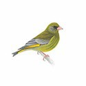 100 pics Birds answers Greenfinch