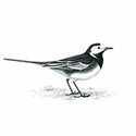 100 pics Birds answers Pied Wagtail