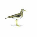 100 pics Birds answers Stone Curlew