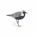 100 pics Birds answers Grey Plover