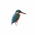 100 pics Birds answers Kingfisher