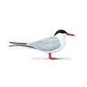 100 pics Birds answers Common Tern