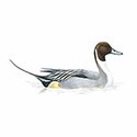 100 pics Birds answers Pintail