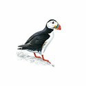 100 pics Birds answers Puffin