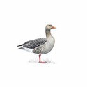100 pics Birds answers Greylag Goose