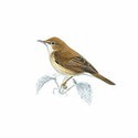 100 pics Birds answers Marsh Warbler