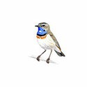 100 pics Birds answers Bluethroat