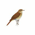 100 pics Birds answers Nightingale