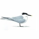 100 pics Birds answers Sandwich Tern