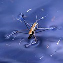 100 pics Bugs answers Waterbug