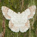 100 pics Bugs answers White Moth