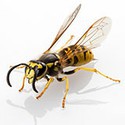 100 pics Bugs answers Wasp