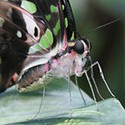 100 pics Bugs answers Tailed Jay