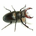 100 pics Bugs answers Stag Beetle