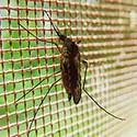 100 pics Bugs answers Mosquito
