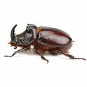 100 pics Bugs answers Rhino Beetle