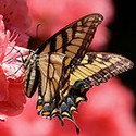 100 pics Bugs answers Swallowtail