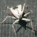 100 pics Bugs answers Assassin Bug