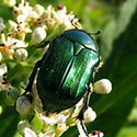100 pics Bugs answers Jewel Beetle