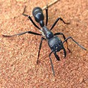 100 pics Bugs answers Carpenter Ant