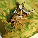 100 pics Bugs answers Gypsy Moth