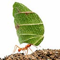 100 pics Bugs answers Leaf Cutter