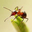 100 pics Bugs answers Red Ant
