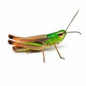 100 pics Bugs answers Cricket