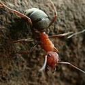 100 pics Bugs answers Wood Ant