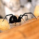 100 pics Bugs answers Black Widow