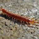 100 pics Bugs answers Centipede